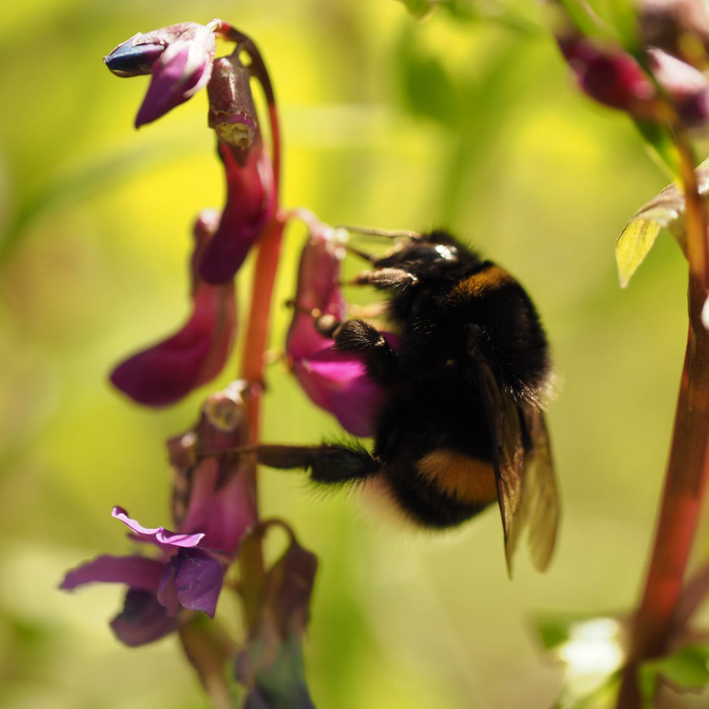 Bumble Bee Photo Courtesy of Pixabay