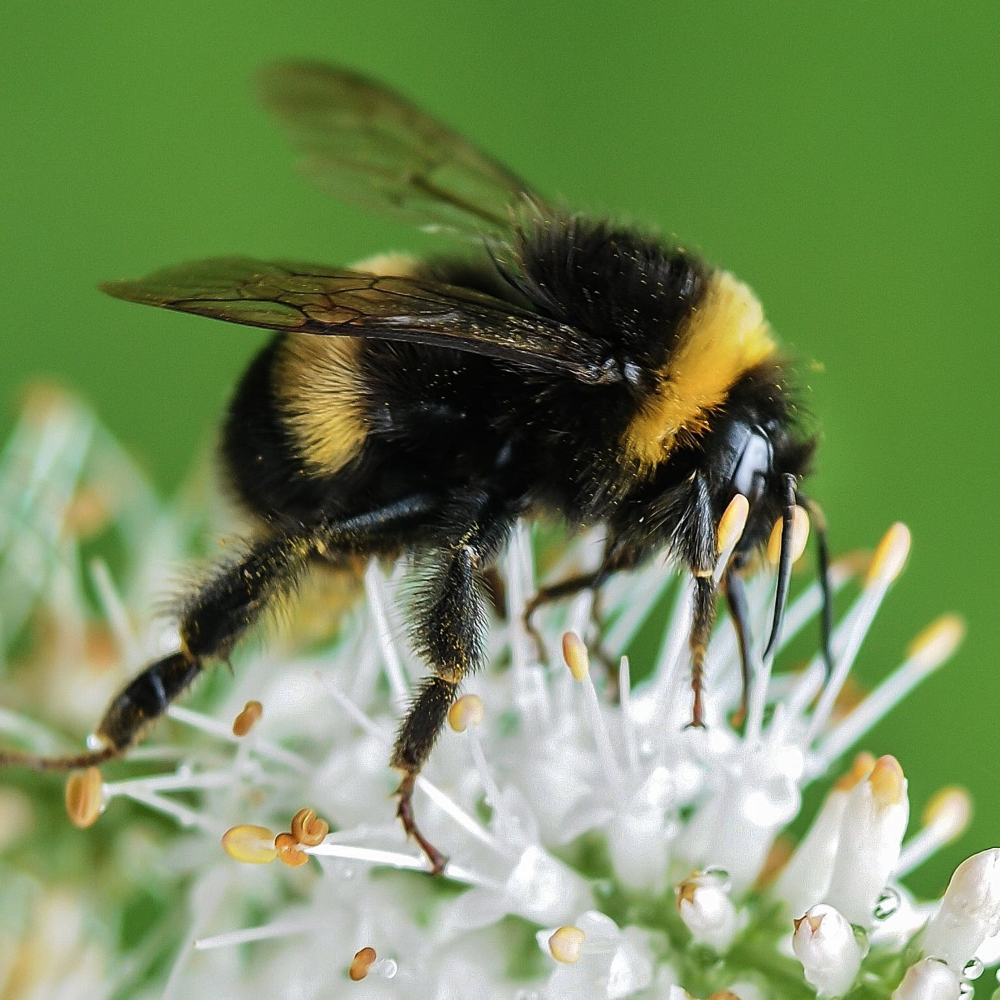 Bumble Bee Photo Courtesy of Pixabay