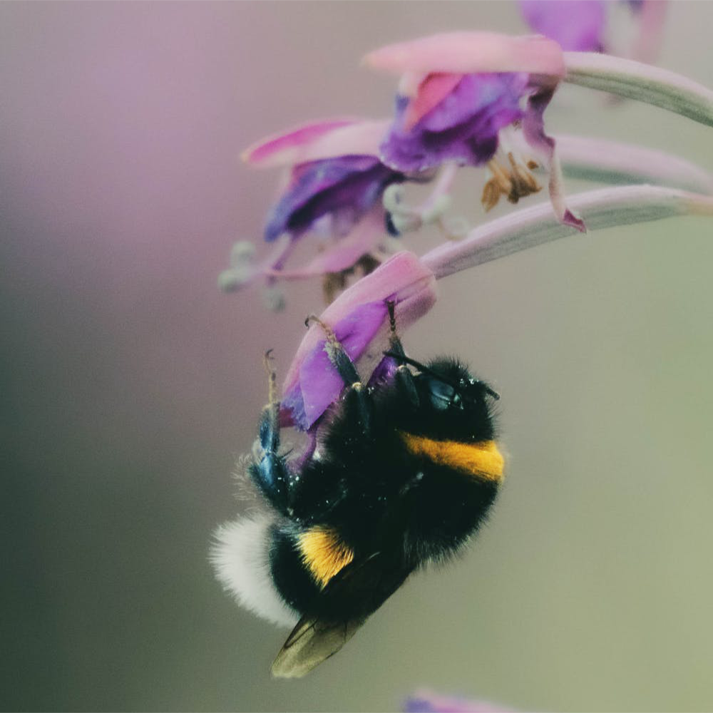 Bumble Bee Photo Courtesy of Pixabay