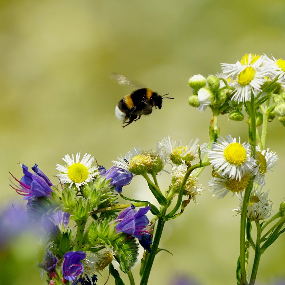 Bumble Bee Photo Courtesy of Pixabay