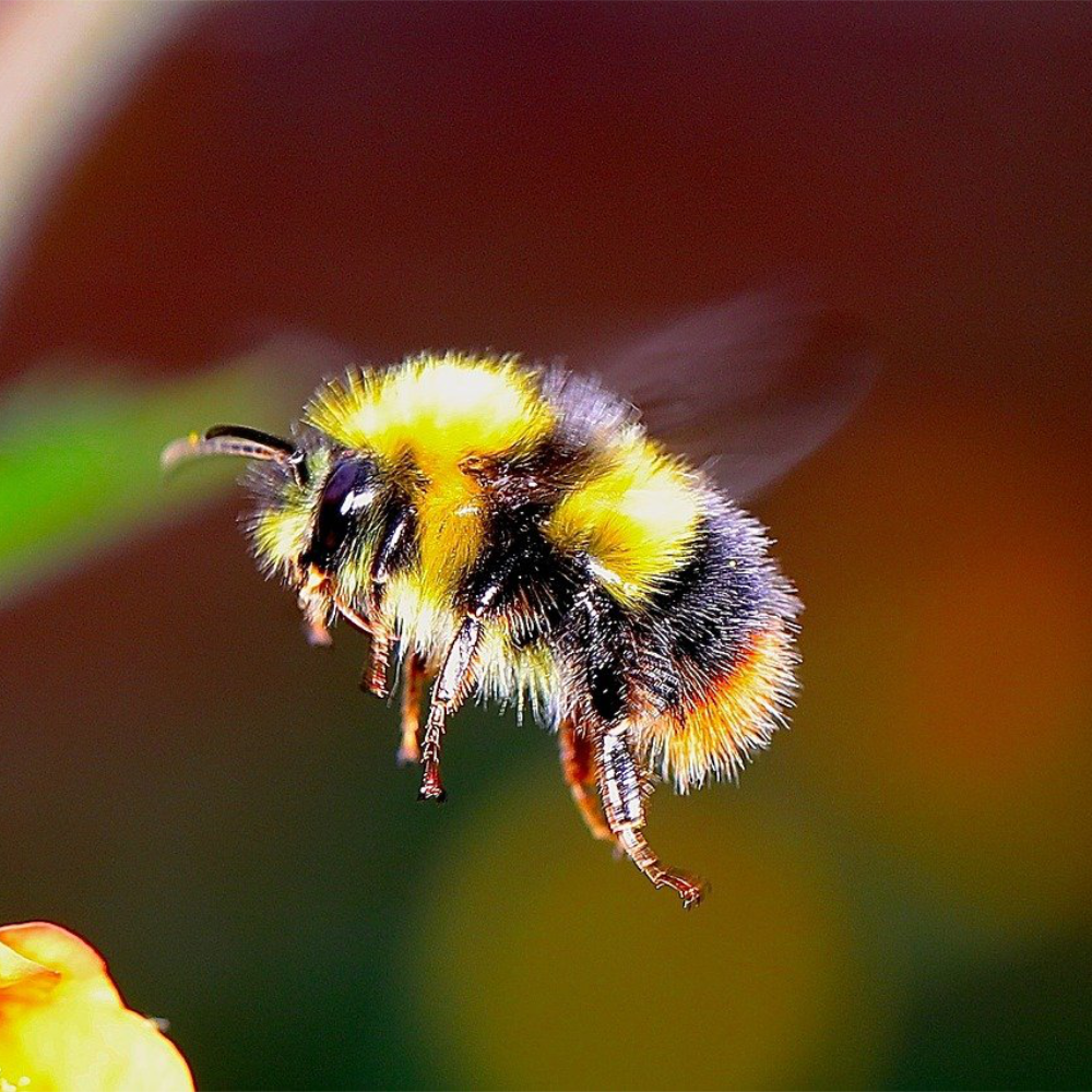 Shop to Help The Bumble Bee