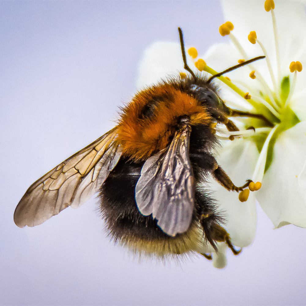 Shop to Help The Bumble Bee