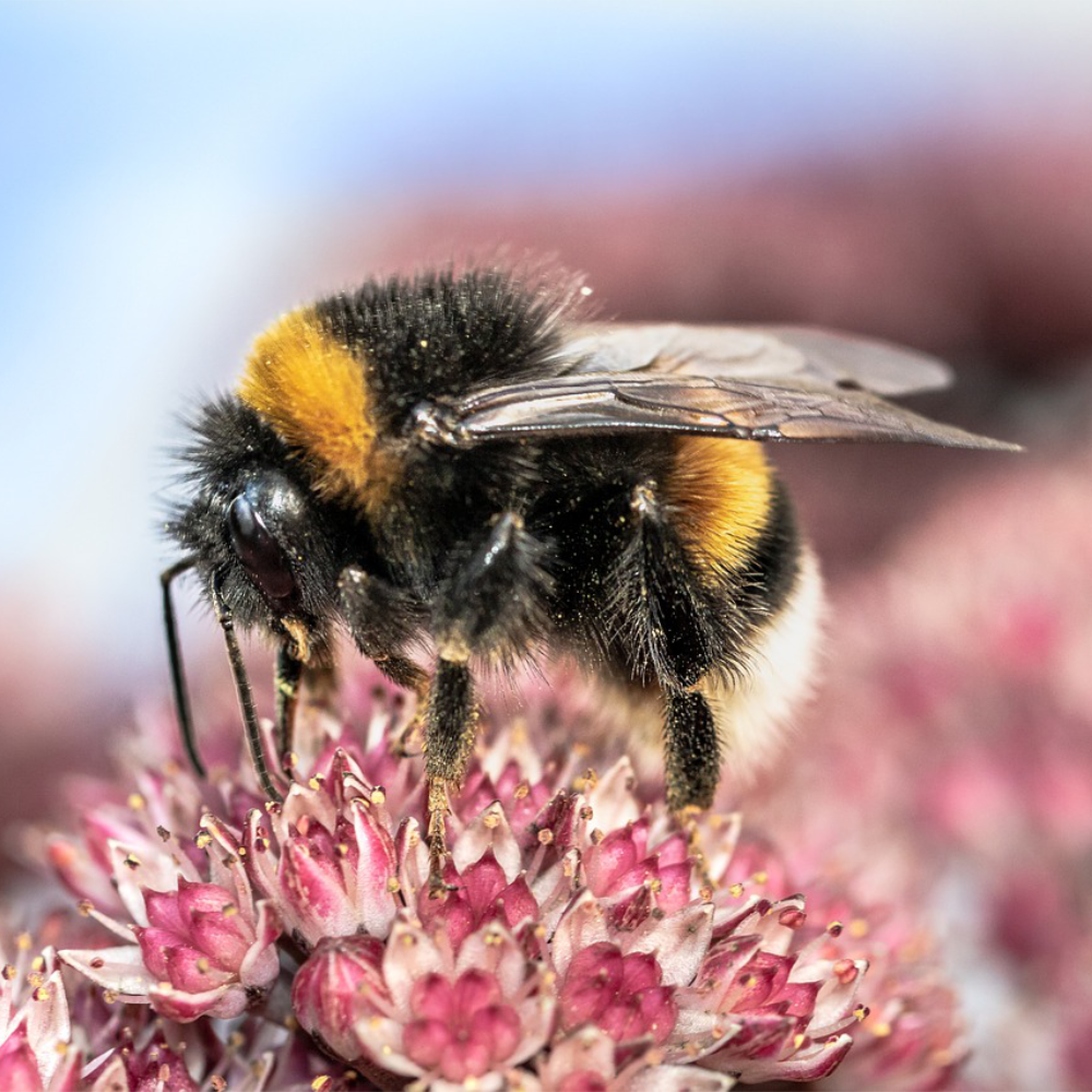 Shop to Help The Bumble Bee