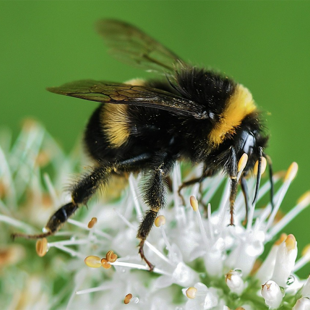 Shop to Help The Bumble Bee