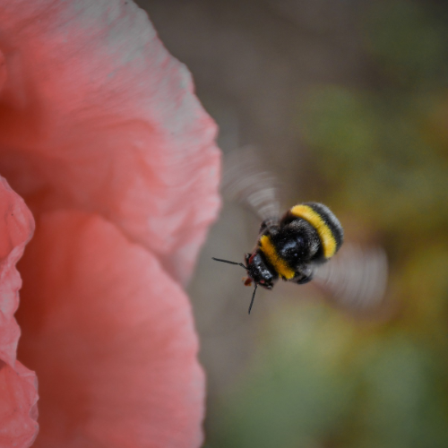 Shop to Help The Bumble Bee