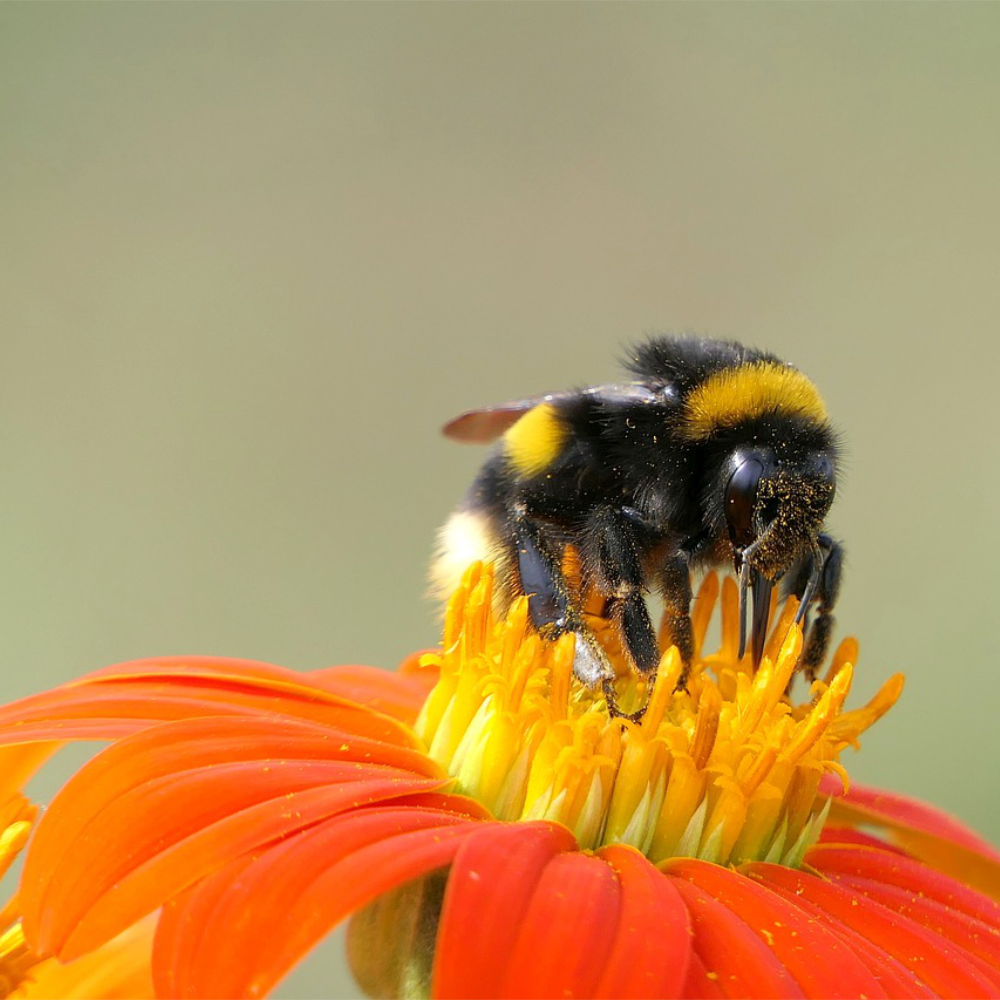 Shop to Help The Bumble Bee