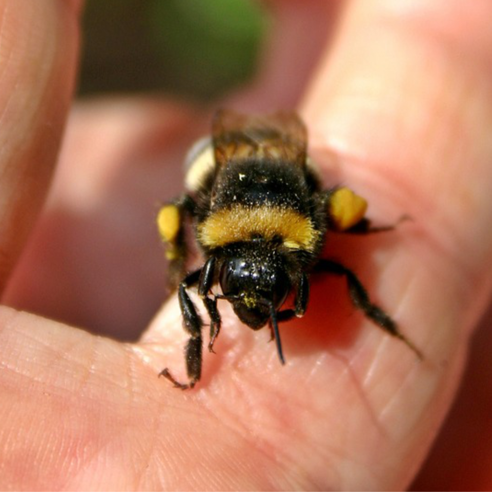 Bumble Bee Photo Courtesy of Pixabay