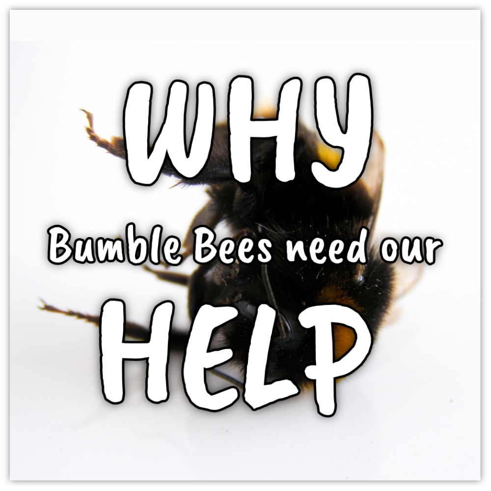 CLICK To See Why Bumble Bees Need OUr